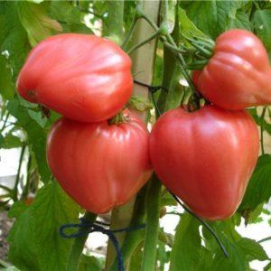 A large, prolific salad variety of tomatoes, Abakan pink: let’s get to know each other better and try to grow