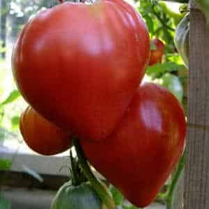 A large, prolific salad variety of tomatoes, Abakan pink: let’s get to know each other better and try to grow