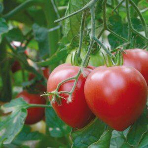 Pelbagai salad tomato yang besar dan produktif, Abakan merah jambu: mari kita mengenali antara satu sama lain dengan lebih baik dan cuba berkembang