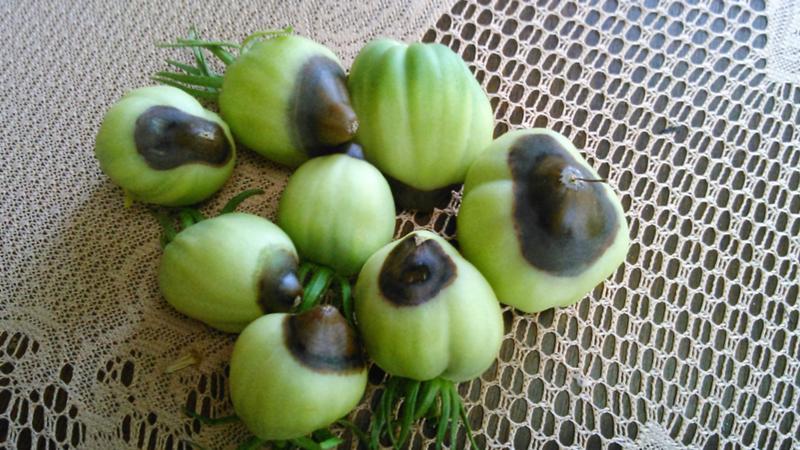 Varför uppstår ljusa fläckar på tomatblad: bestäm orsaken och spara din skörd