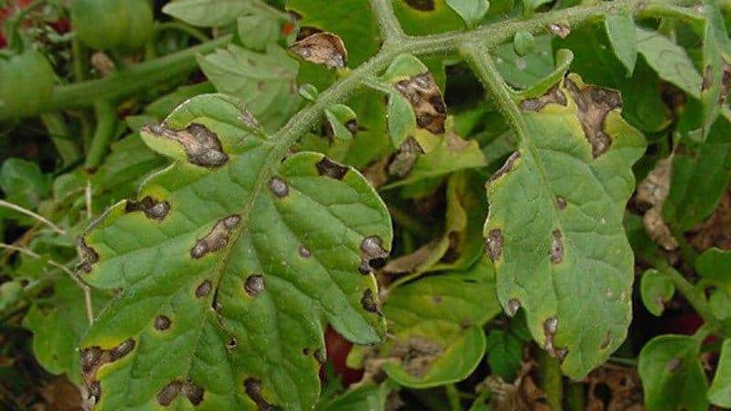 Hvorfor vises lyse flekker på tomatblader: finn årsaken og lagre innhøstingen din