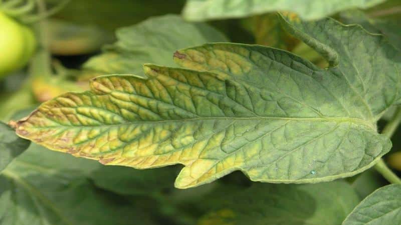 Why do light spots appear on tomato leaves: determine the cause and save your harvest