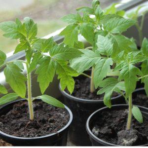 Rekodkan kandungan nutrien, penampilan cerah dan rasa yang kaya - tomato Golden Heart