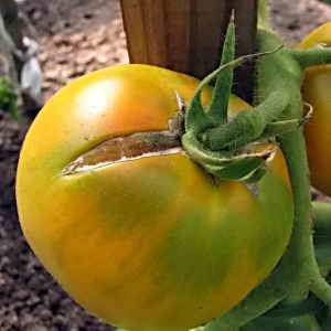 Rekordgehalt an Nährstoffen, hellem Aussehen und reichhaltigem Geschmack – Golden Heart-Tomate