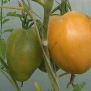 Teneur record en nutriments, aspect brillant et goût riche - tomate Golden Heart