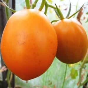 Seorang tetamu di taman yang dinamakan sempena bintang: tomato Canopus