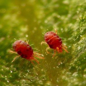 Was ist gut an der Kostroma-Tomate und warum Sommerbewohner sie so lieben?