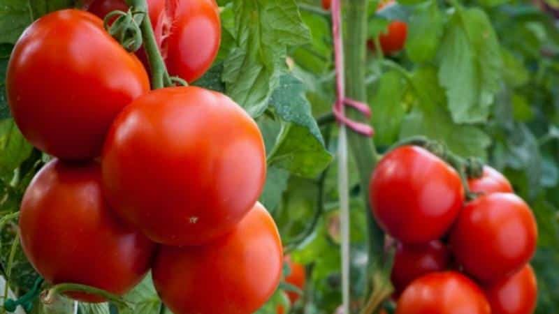 O que há de bom no tomate Kostroma e por que os residentes de verão o amam tanto