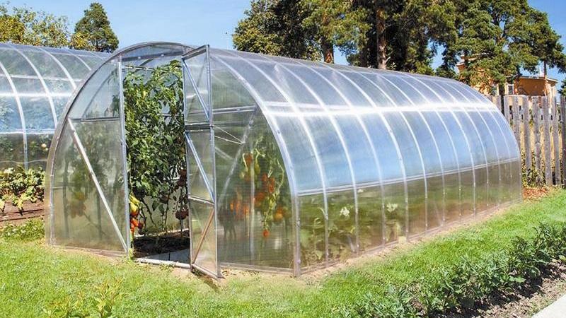 Eine Rekordernte an Tomaten in einem Polycarbonat-Gewächshaus anbauen: Pflanzung und Pflege, Ratschläge von Agronomen