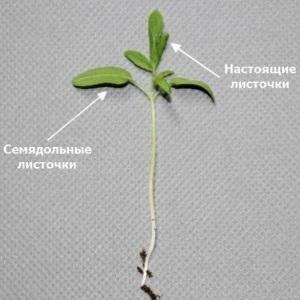 Uprawa rekordowych zbiorów pomidorów w szklarni z poliwęglanu: sadzenie i pielęgnacja, porady agronomów