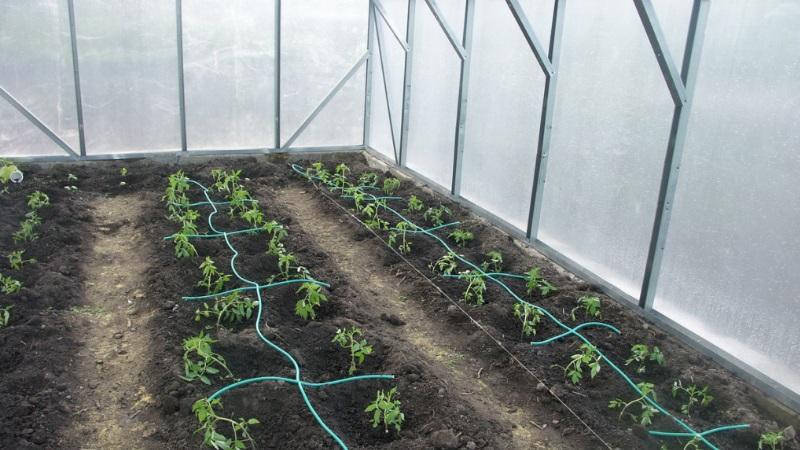 Eine Rekordernte an Tomaten in einem Polycarbonat-Gewächshaus anbauen: Pflanzung und Pflege, Ratschläge von Agronomen