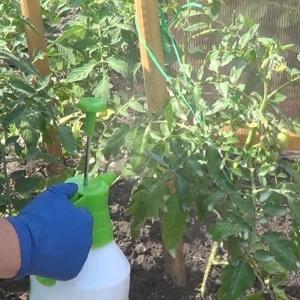 Growing a record harvest of tomatoes in a polycarbonate greenhouse: planting and care, advice from agronomists