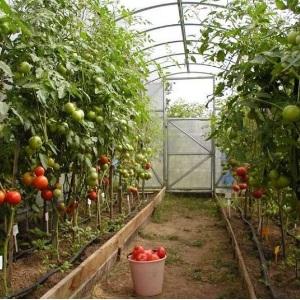 Eine Rekordernte an Tomaten in einem Polycarbonat-Gewächshaus anbauen: Pflanzung und Pflege, Ratschläge von Agronomen