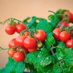 Eine helle und schmackhafte Dekoration für Gartenbeete – Tomaten-Cranberry in Zucker