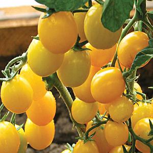 Miniature bushes with tomato crumbs - garden bed decoration: Caramel tomato and tips for growing it