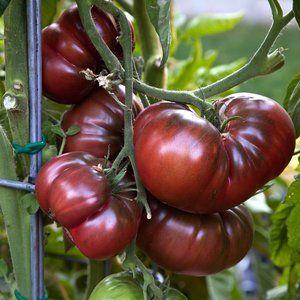 Produk baru dari penternak yang telah menjadi kegemaran di kalangan tukang kebun - tomato Chocolate Miracle: ulasan dan foto penuaian