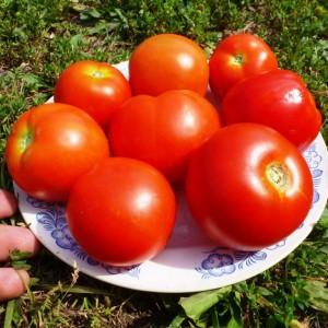 Una delle varietà da serra più dolci: il pomodoro di Alessandro Magno