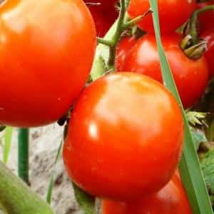 Isa sa mga pinakamatamis na varieties ng greenhouse - Alexander the Great tomato