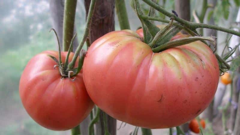 Mga kalamangan at kawalan ng Tsunami tomato, mga katangian ng prutas at mga subtleties ng paglilinang