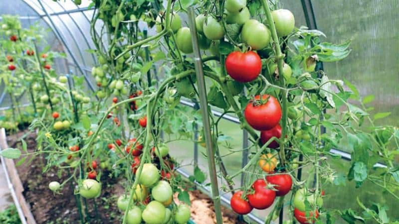 Prednosti in slabosti paradižnika cunami, značilnosti sadja in posebnosti gojenja