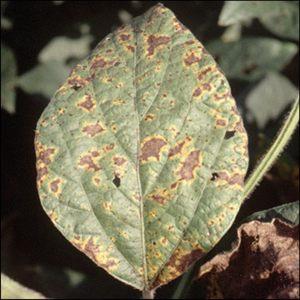 Hur man identifierar tomatseptoria och blir av med den: effektiva botemedel och traditionella behandlingsmetoder