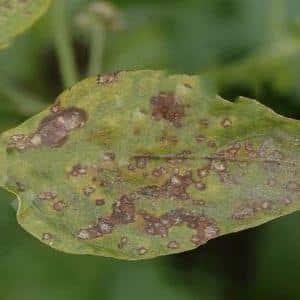 Hur man identifierar tomatseptoria och blir av med den: effektiva botemedel och traditionella behandlingsmetoder