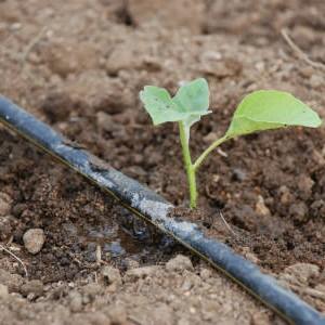 Skaists cilvēks tavā dārzā - Zelta karalienes tomāts: agri nogatavojas, košs un estētisko vasaras iemītnieku tik ļoti mīlēts