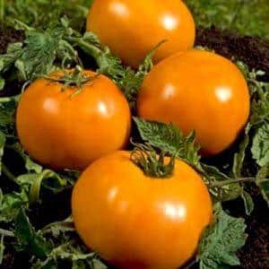 En smuk person i din have - Golden Queen-tomaten: tidlig modning, lys og så elsket af æstetiske sommerbeboere