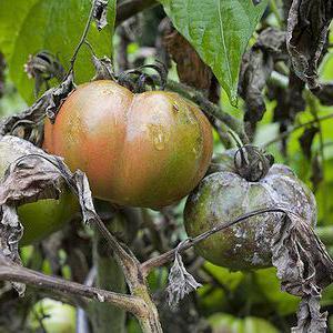 Wie und wie man die Spätfäule bei Tomaten im Gewächshaus bekämpft: die besten Methoden und Bewertungen von Gärtnern