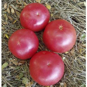 Un pomodoro dall'aspetto e dal sapore perfetto L'amore precoce: coltivarlo nel modo giusto e stabilire record di resa