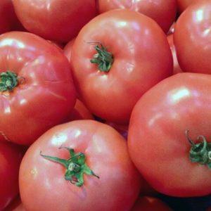 Tomato yang kelihatan dan rasanya sempurna Cinta awal: menanamnya dengan betul dan menetapkan rekod hasil