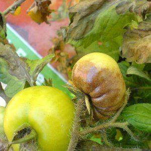 Eine Tomate, die perfekt aussieht und schmeckt. Frühe Liebe: richtig anbauen und Ertragsrekorde aufstellen