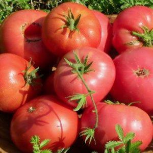 Tomato yang kelihatan dan rasanya sempurna Cinta awal: menanamnya dengan betul dan menetapkan rekod hasil