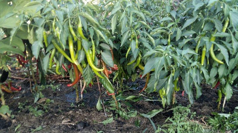 Waar je hete peper niet naast moet planten: regels voor vruchtwisseling en teeltgeheimen