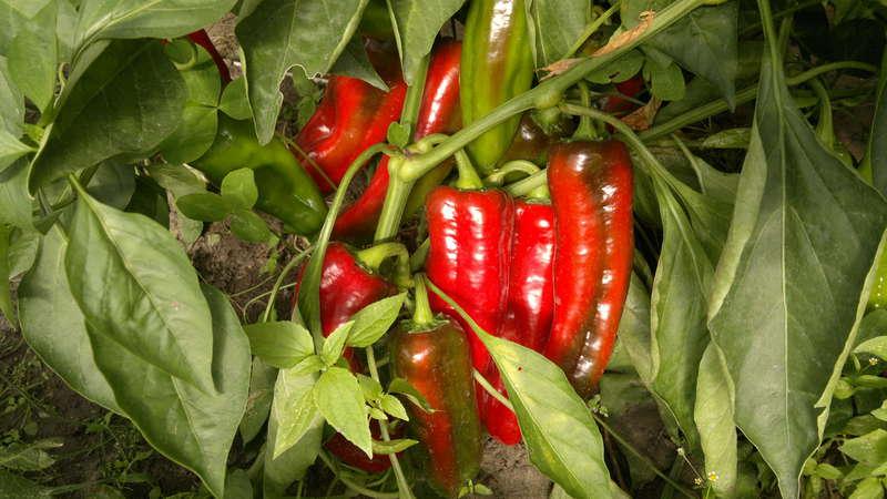 Accanto a cosa non dovresti piantare il peperoncino: regole di rotazione delle colture e segreti della coltivazione