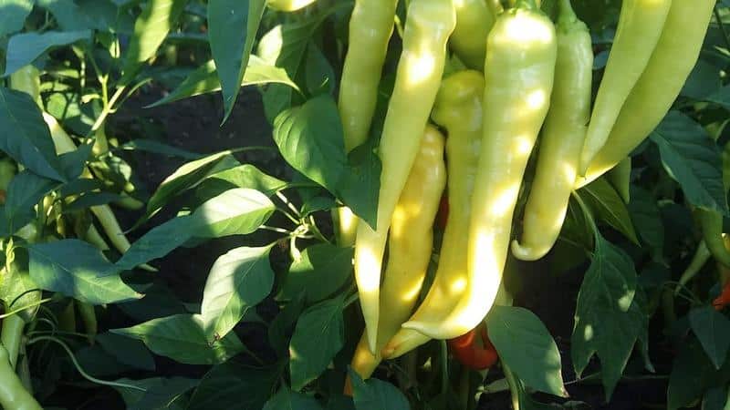 Waar je hete peper niet naast moet planten: regels voor vruchtwisseling en teeltgeheimen