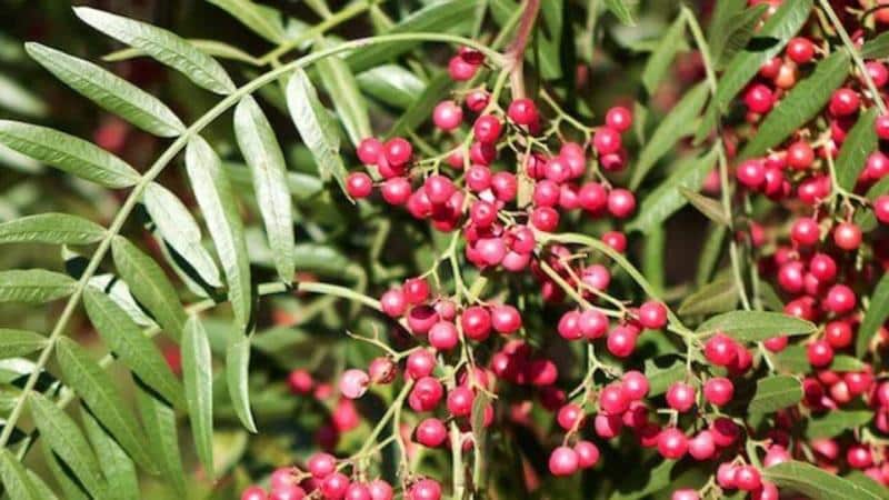 Waar je hete peper niet naast moet planten: regels voor vruchtwisseling en teeltgeheimen