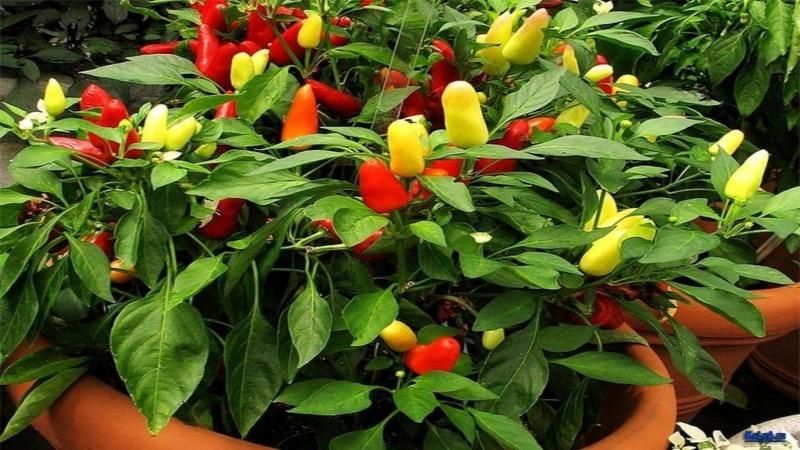 Accanto a cosa non dovresti piantare il peperoncino: regole di rotazione delle colture e segreti della coltivazione