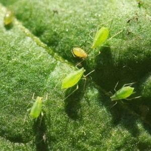 Duftende muskatgresskarvariant Zhemchuzhina: hvorfor det er bra og hvorfor det er verdt å dyrke på eiendommen din