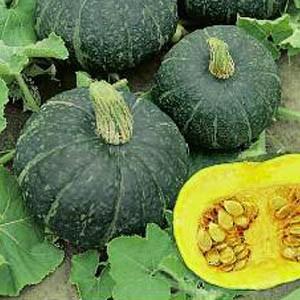 The most popular varieties of green pumpkin and features of their cultivation