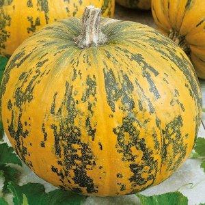 The most popular varieties of green pumpkin and features of their cultivation