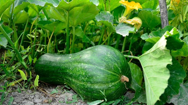 The most popular varieties of green pumpkin and features of their cultivation