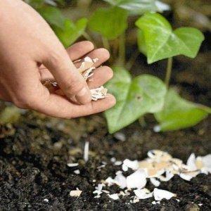 Instrucciones para cultivar tomates Anillo de frambuesa: disfrutando de las hermosas frutas grandes