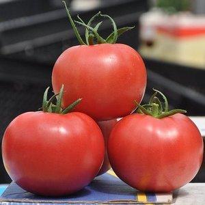 Instrucciones para cultivar tomates Anillo de frambuesa: disfrutando de las hermosas frutas grandes