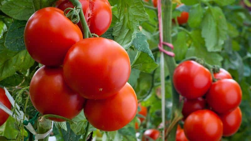 Pomodoro universale a maturazione precoce Volgograd: cosa è buono e perché vale la pena coltivarlo sulla tua trama