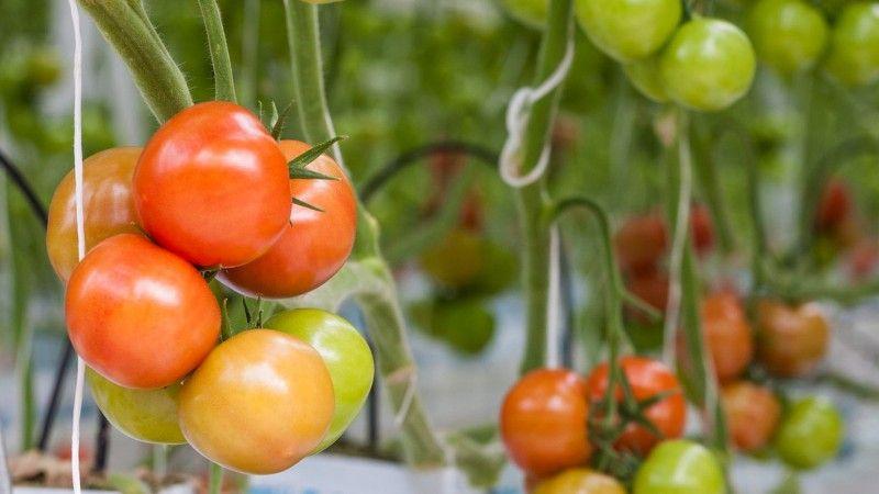 Tomate universelle à maturation précoce Volgograd: qu'est-ce qui est bon et pourquoi cela vaut la peine de la cultiver sur votre parcelle