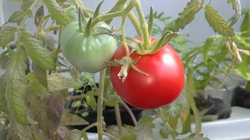 Universal early ripening tomato Volgograd: what is good and why it is worth growing it on your plot