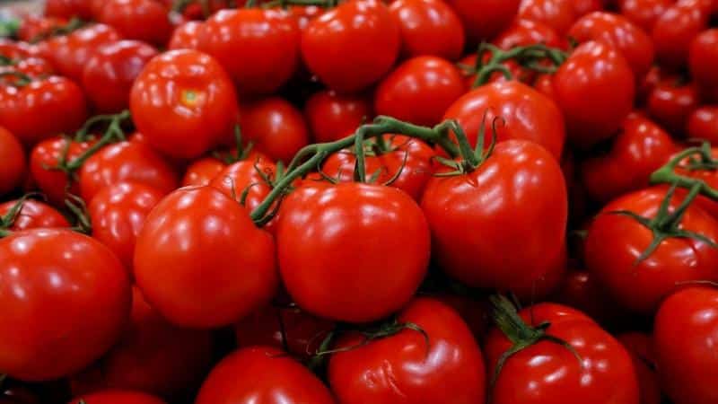 Universal early ripening tomato Volgograd: what is good and why it is worth growing it on your plot