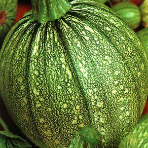 Avantages et inconvénients des courgettes rondes que tout résident d'été devrait connaître