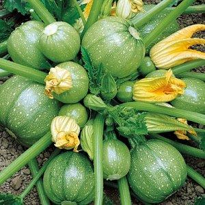 Kelebihan dan kekurangan zucchini bulat yang perlu diketahui oleh setiap penduduk musim panas